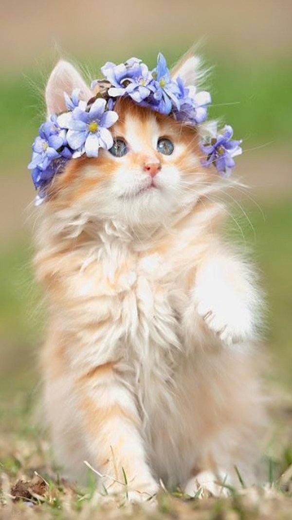 котенок венок