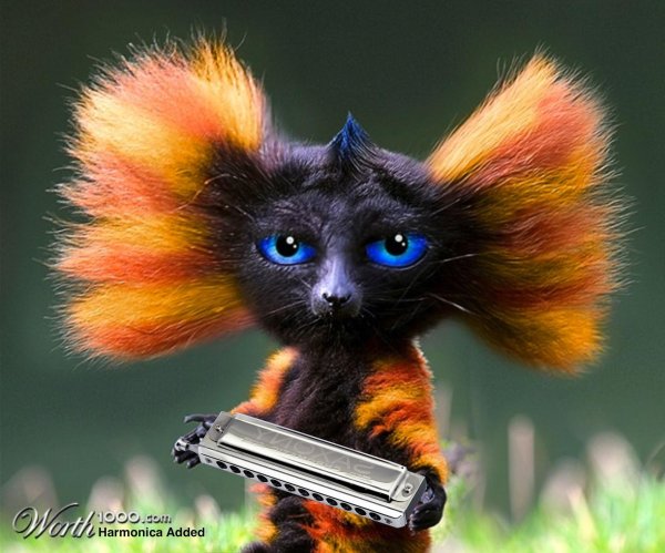 мадагаскарский глазоух