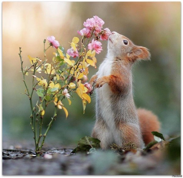 весенняя белка