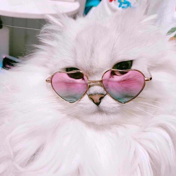 кошечка в очках