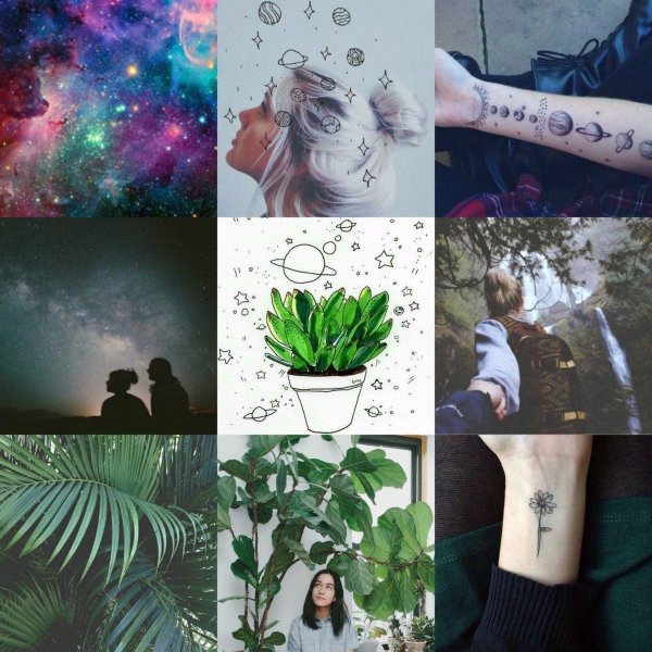 лирата фикус