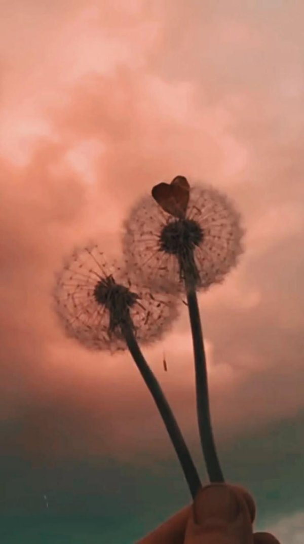 постер одуванчик