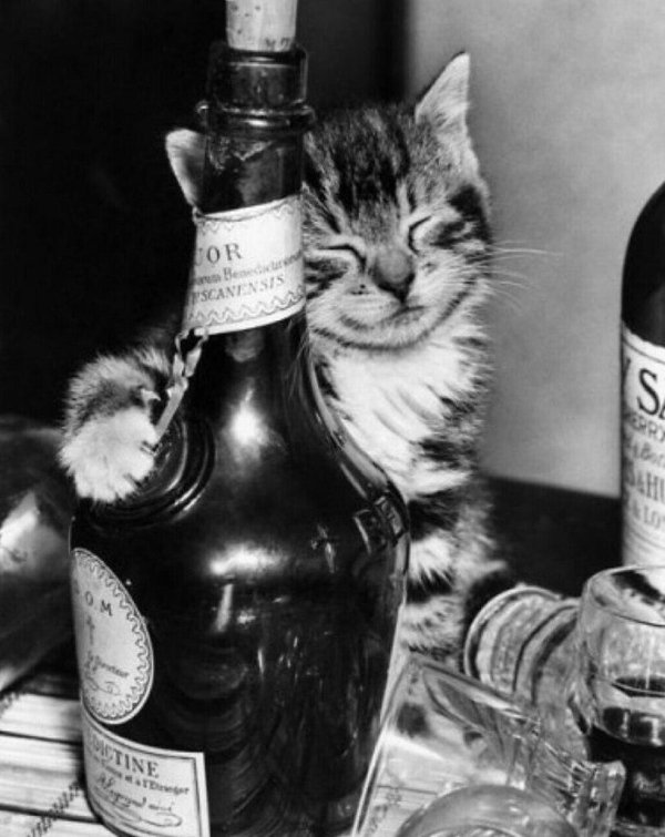 котик с бутылкой
