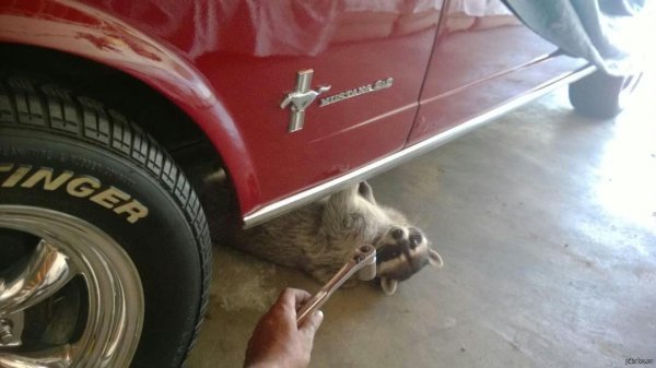 машина енот