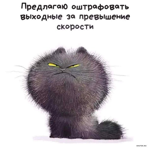 высказывания смешные