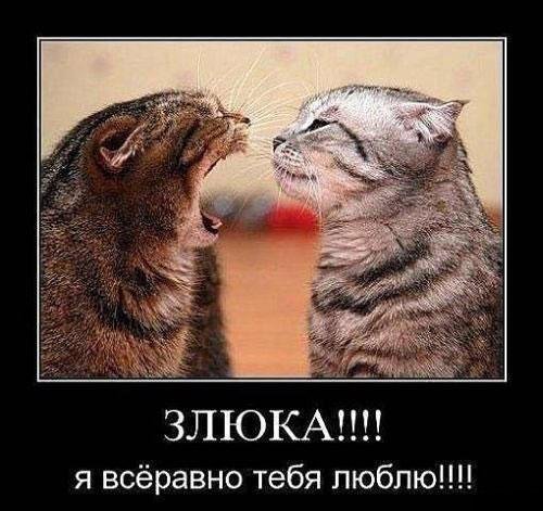 доброе утро злюка