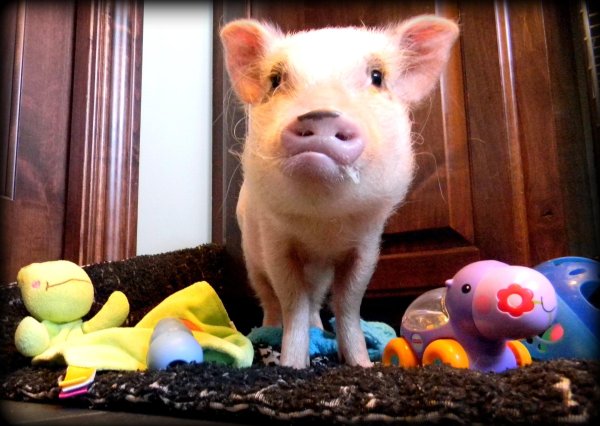 поросенок минипиг