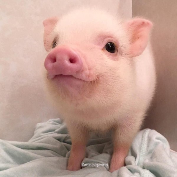 милая свинка