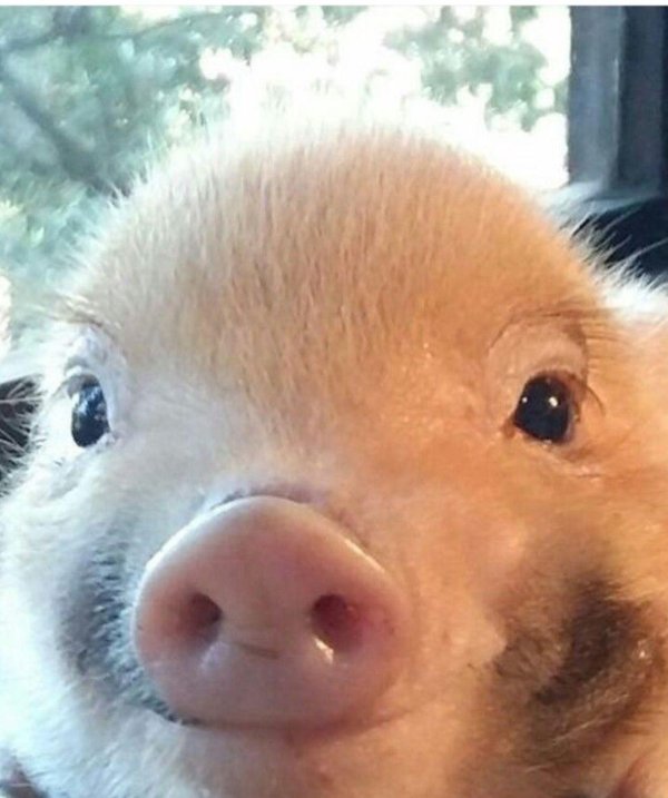 домашние свиньи