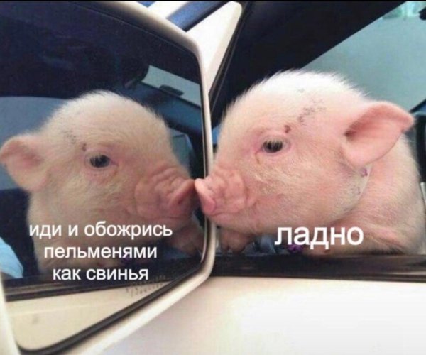 свиньи смешные
