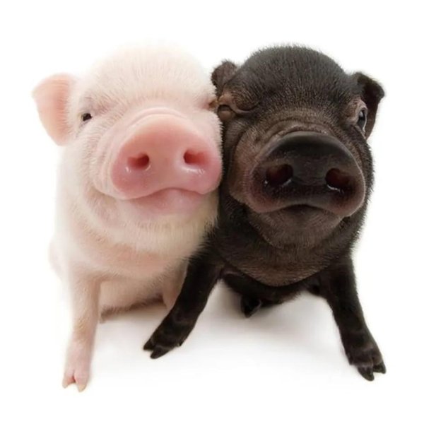 поросенок минипиг