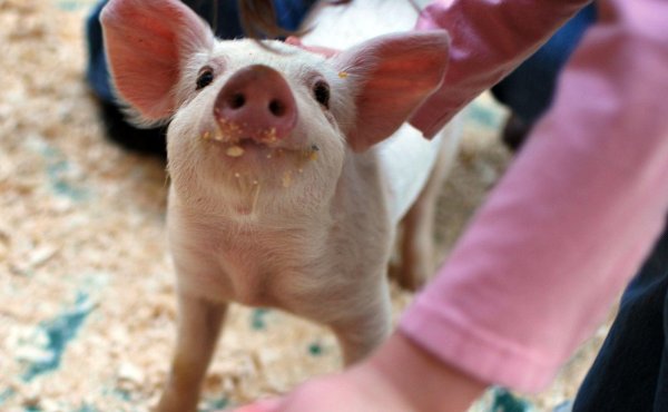 маленькие поросята