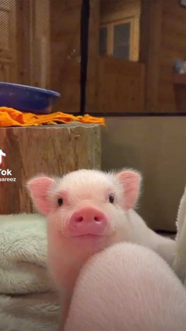 свинья домашняя