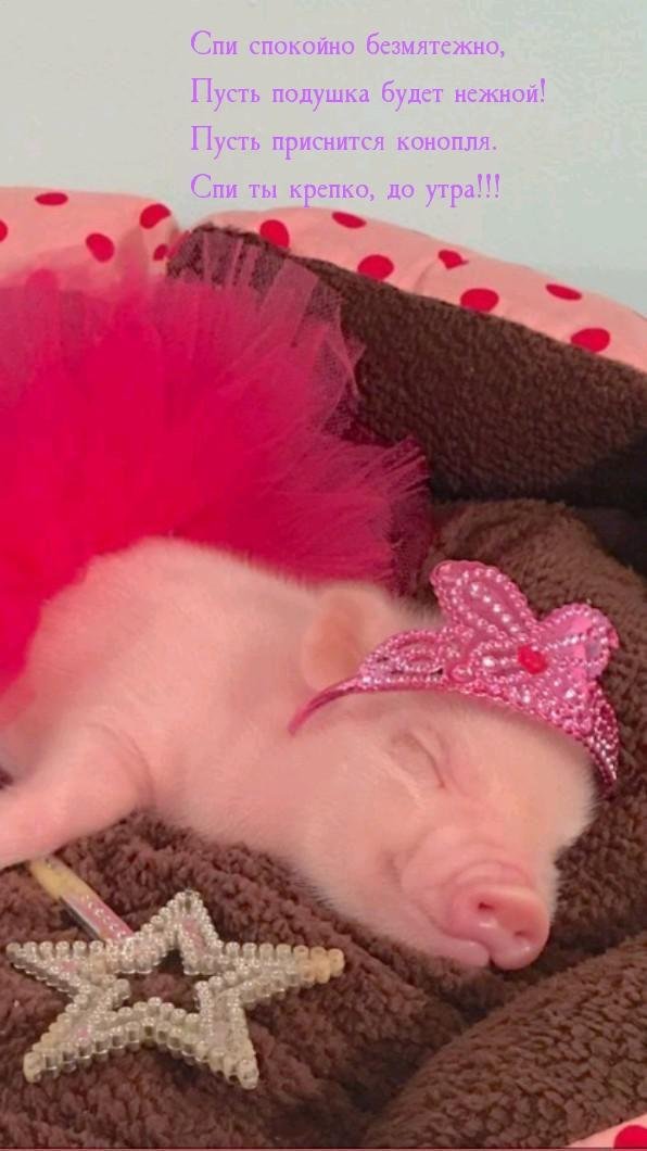 розовые поросята