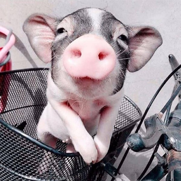 прикольные хрюшки