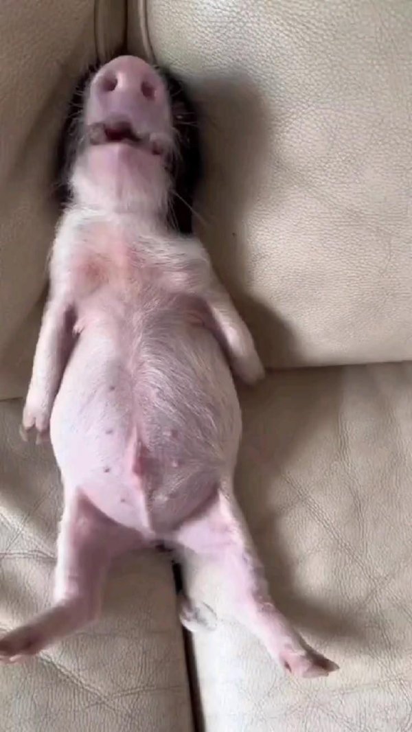 свиньи смешные