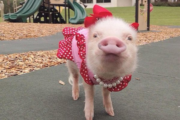 свинка в платье
