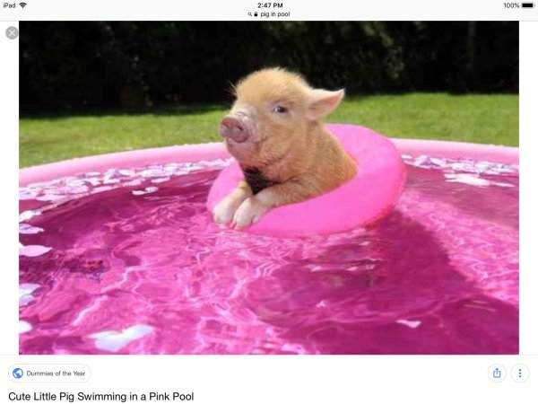 минипиг кабанчик