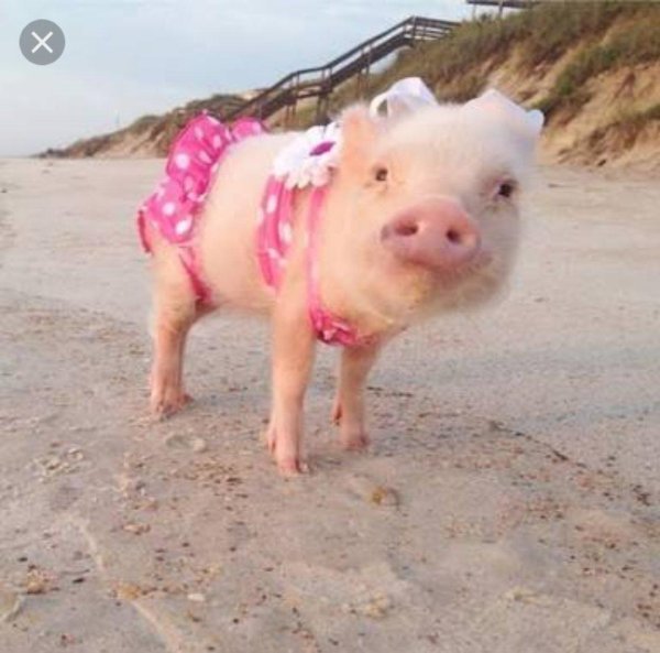 свинья на пляже