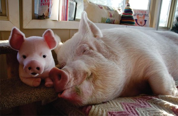 минипиг эстер