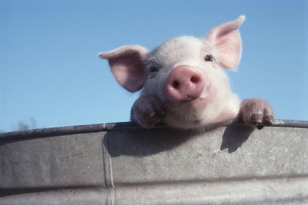 свиньи смешные