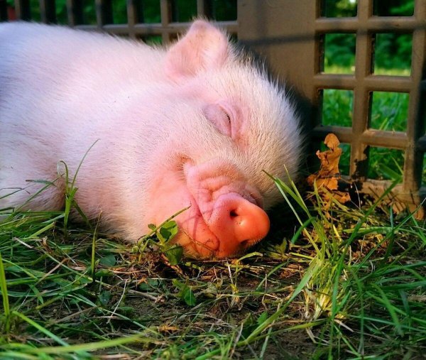 маленькие поросята