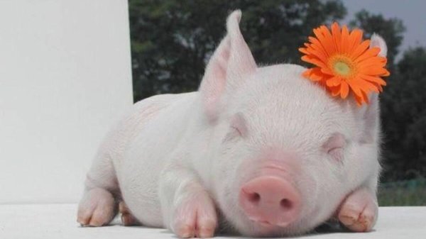 маленькие поросята