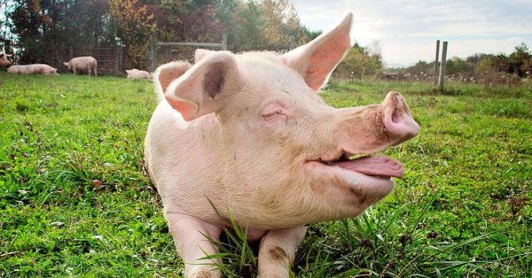 свиньи смешные