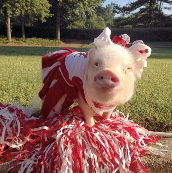 свинья в костюме