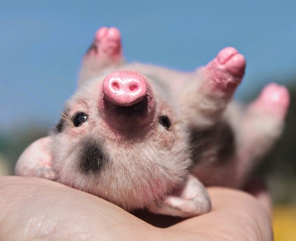 маленькие поросята