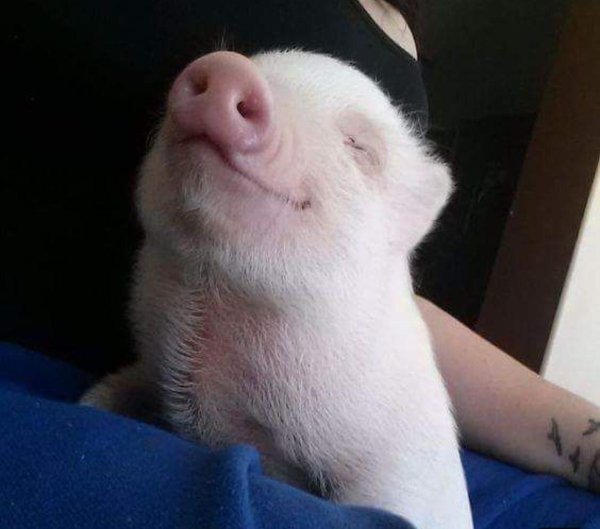 поросенок минипиг