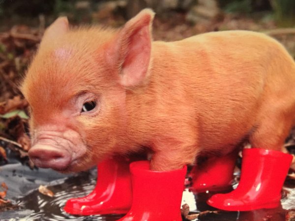 к чему снятся поросята маленькие