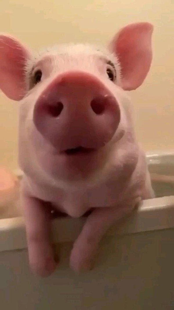 свиньи смешные