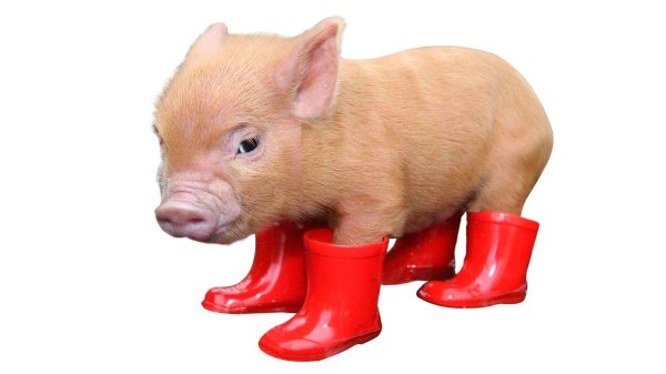 смешная свинка