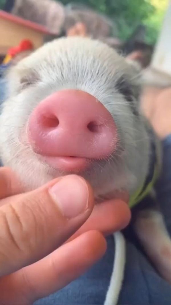 милая свинка