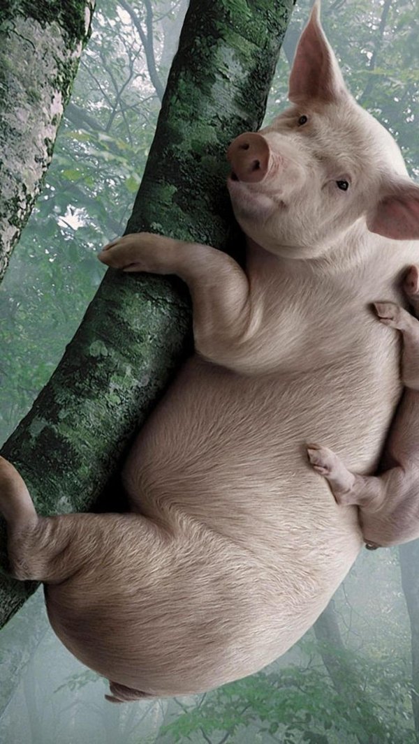 свиньи смешные