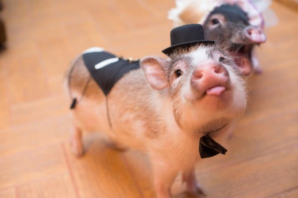 смешная свинка