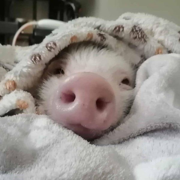 милая хрюшка