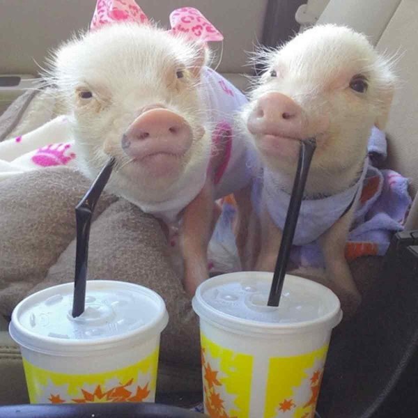 милые поросята