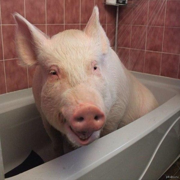 поросёнок в квартире