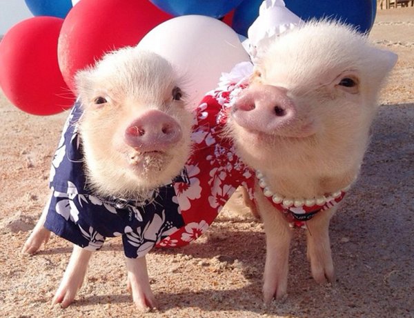 веселая свинка