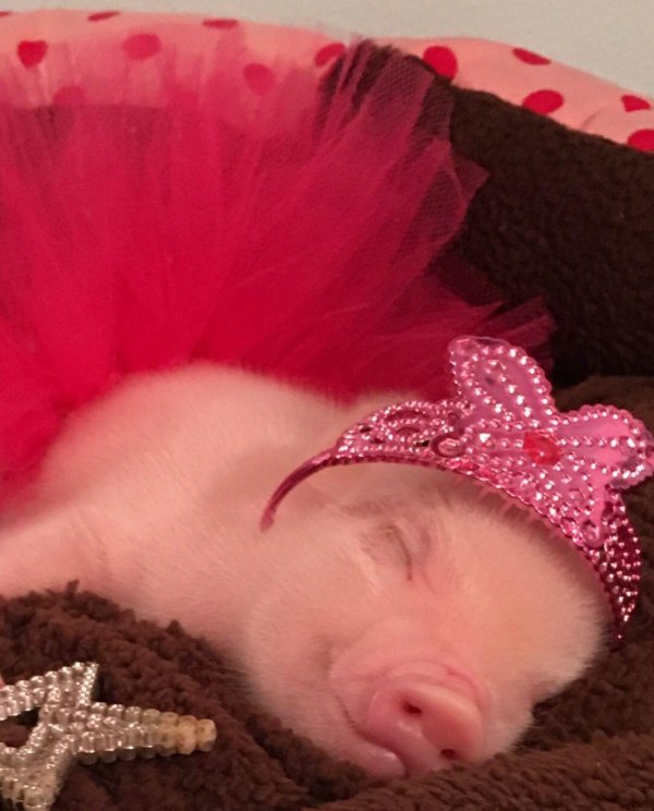 минипиг хряк