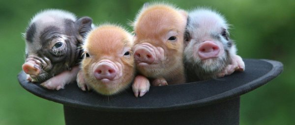 маленькие поросята