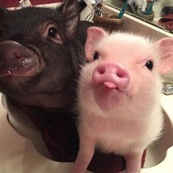 геттингенский минипиг