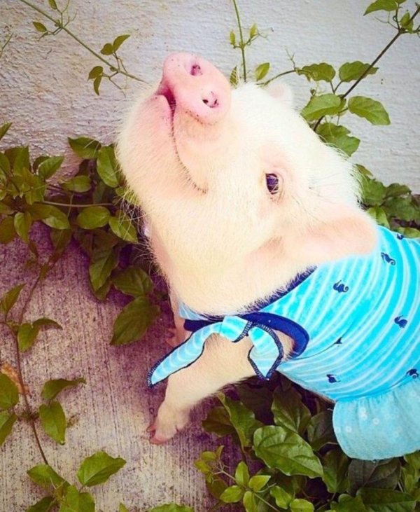 милые поросята