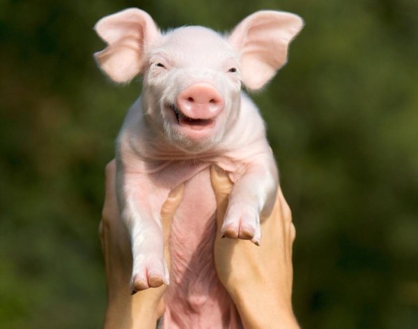 счастливая свинка