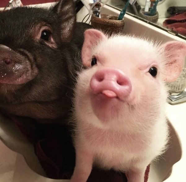 геттингенский минипиг