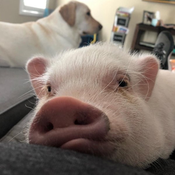 геттингенский минипиг