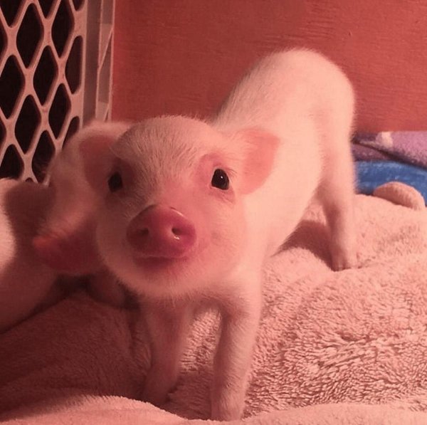 милые поросята