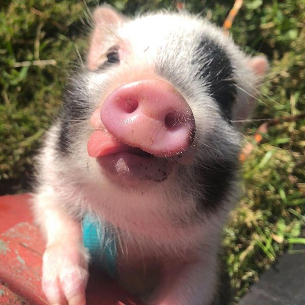 домашняя свинья